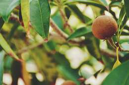 Image of sapodilla