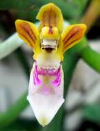 Image of Bee Orchid