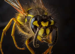 Image of Common wasp