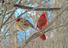 Image of Cardinalis Bonaparte 1838