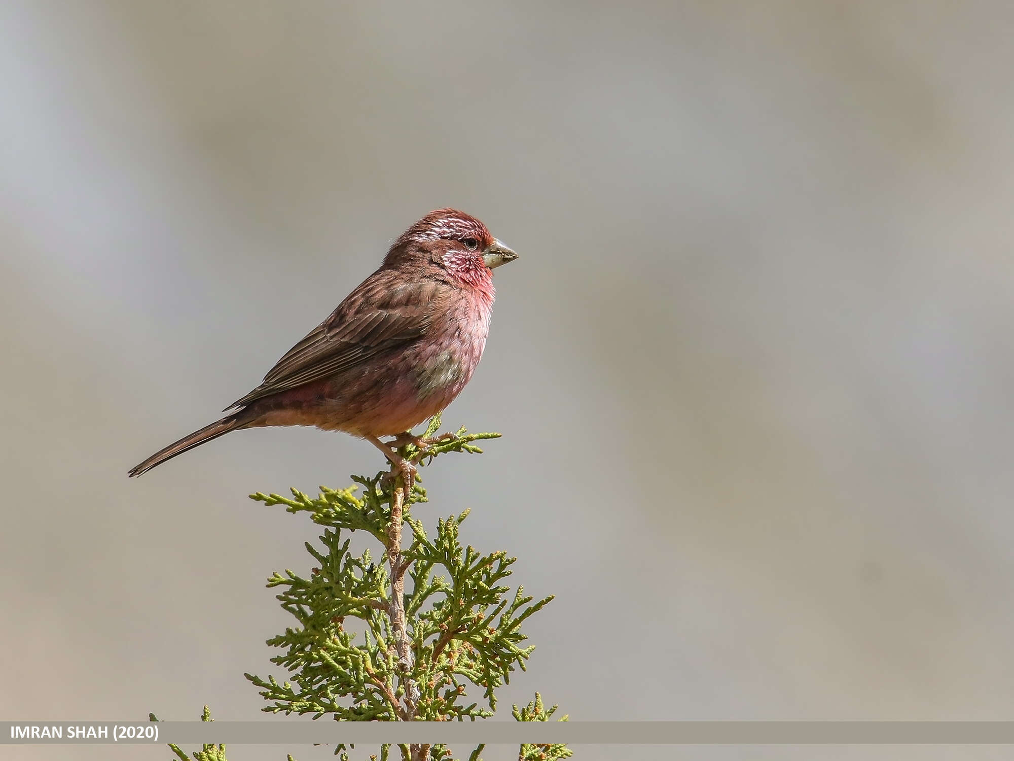 Plancia ëd Carpodacus rhodochlamys (Brandt & JF 1843)