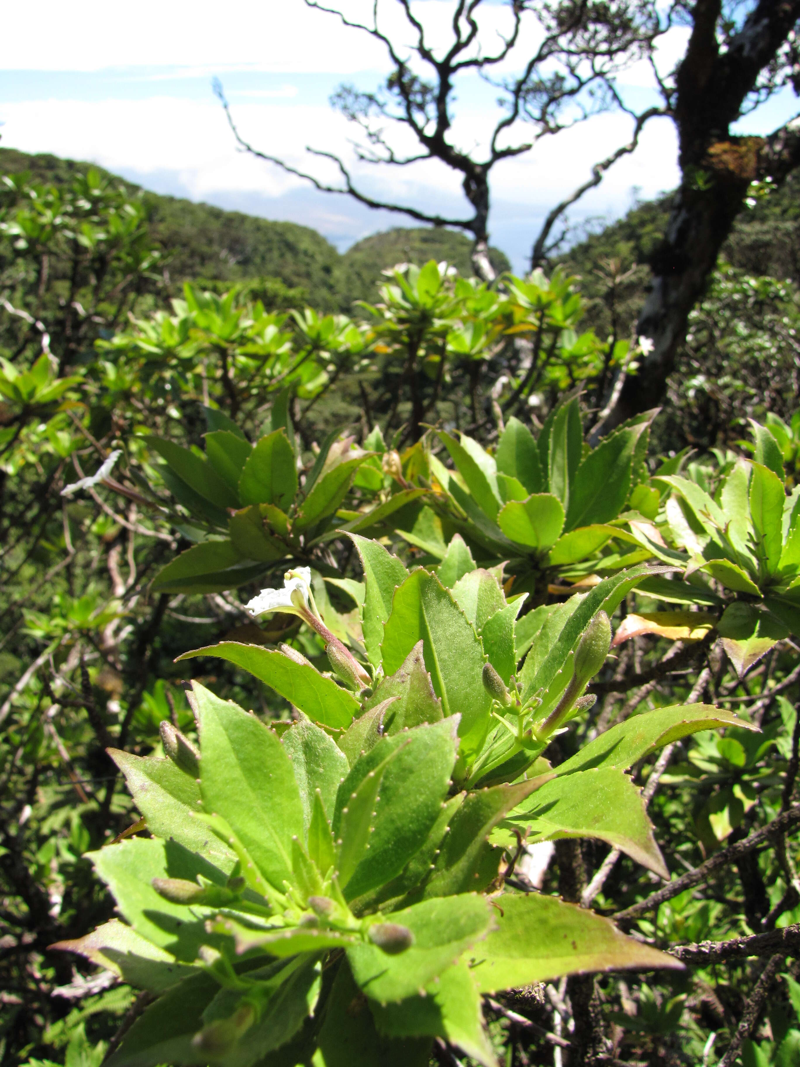 Imagem de Scaevola chamissoniana Gaud.