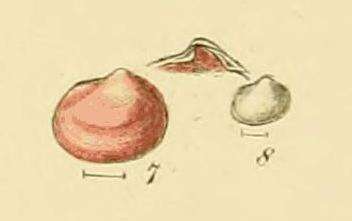 Image of Lasaea rubra (Montagu 1803)