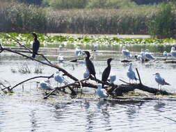 Image of Pygmy Cormorant