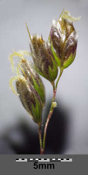 Image of Anthoxanthum australe (Schrad.) Veldkamp