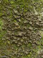 Image of spotted felt lichen