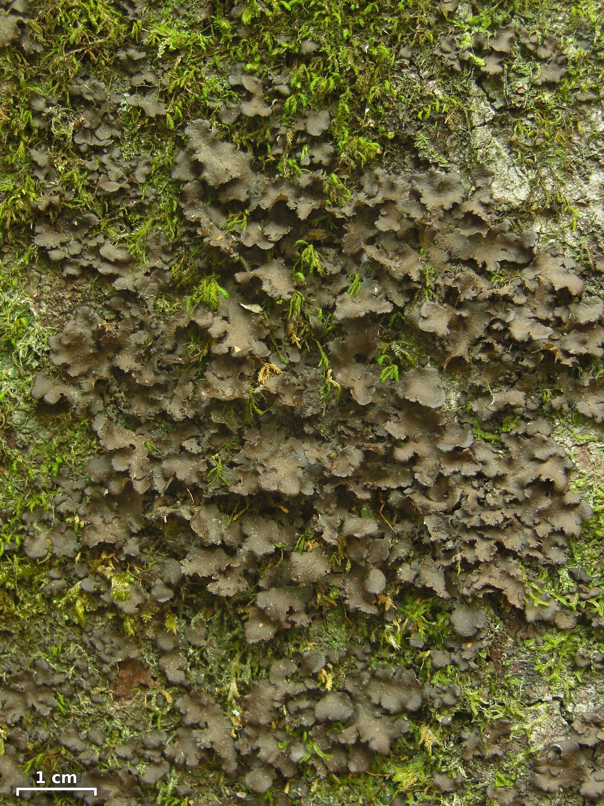 Image of spotted felt lichen