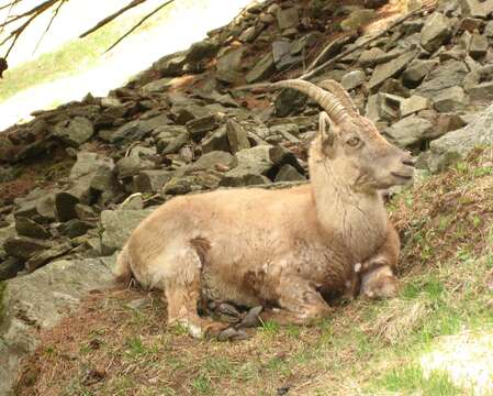 Plancia ëd Capra ibex Linnaeus 1758