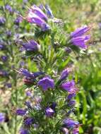 Imagem de Echium vulgare L.