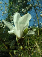 Image of Lily Tree