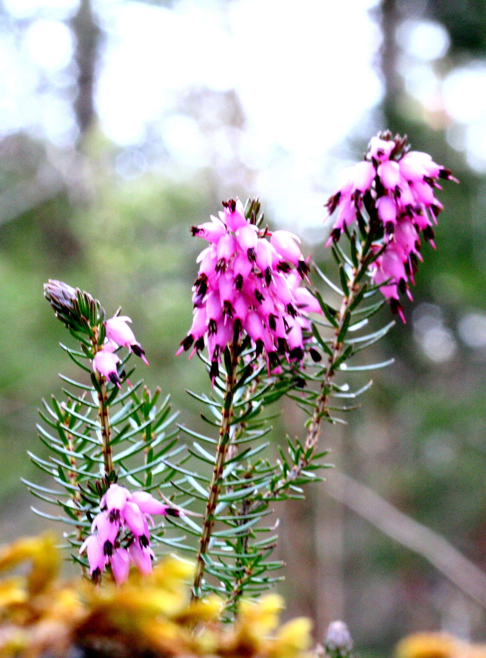 Imagem de Erica carnea L.