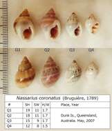 Image of nassa mud snails