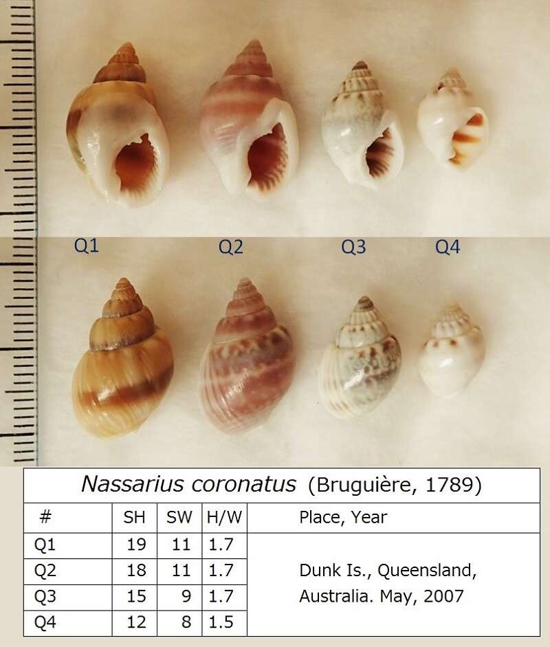 Image of nassa mud snails