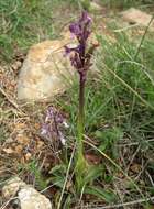 Image of Anacamptis morio subsp. syriaca (E. G. Camus) H. Kretzschmar, Eccarius & H. Dietr.