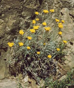 Image of yellow amaranth