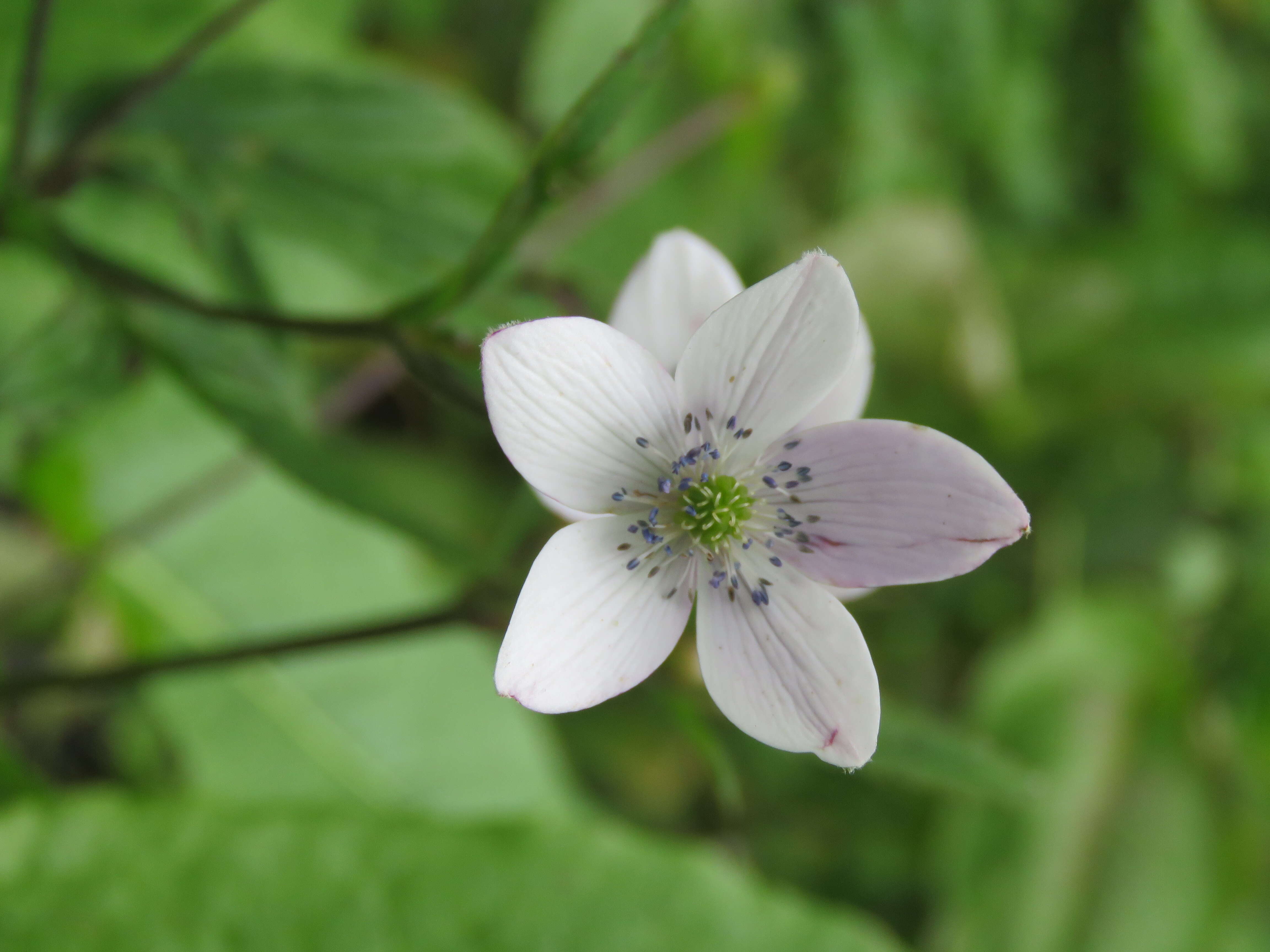 Image de <i>Anemone rivularis</i>