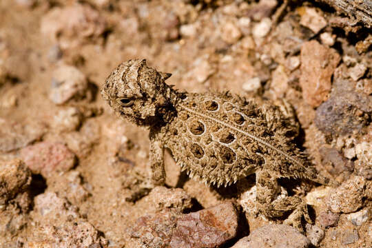 صورة Phrynosoma cornutum (Harlan 1824)