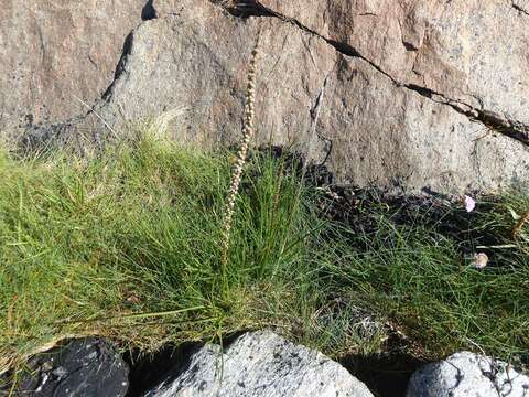 Image of Sea Arrowgrass