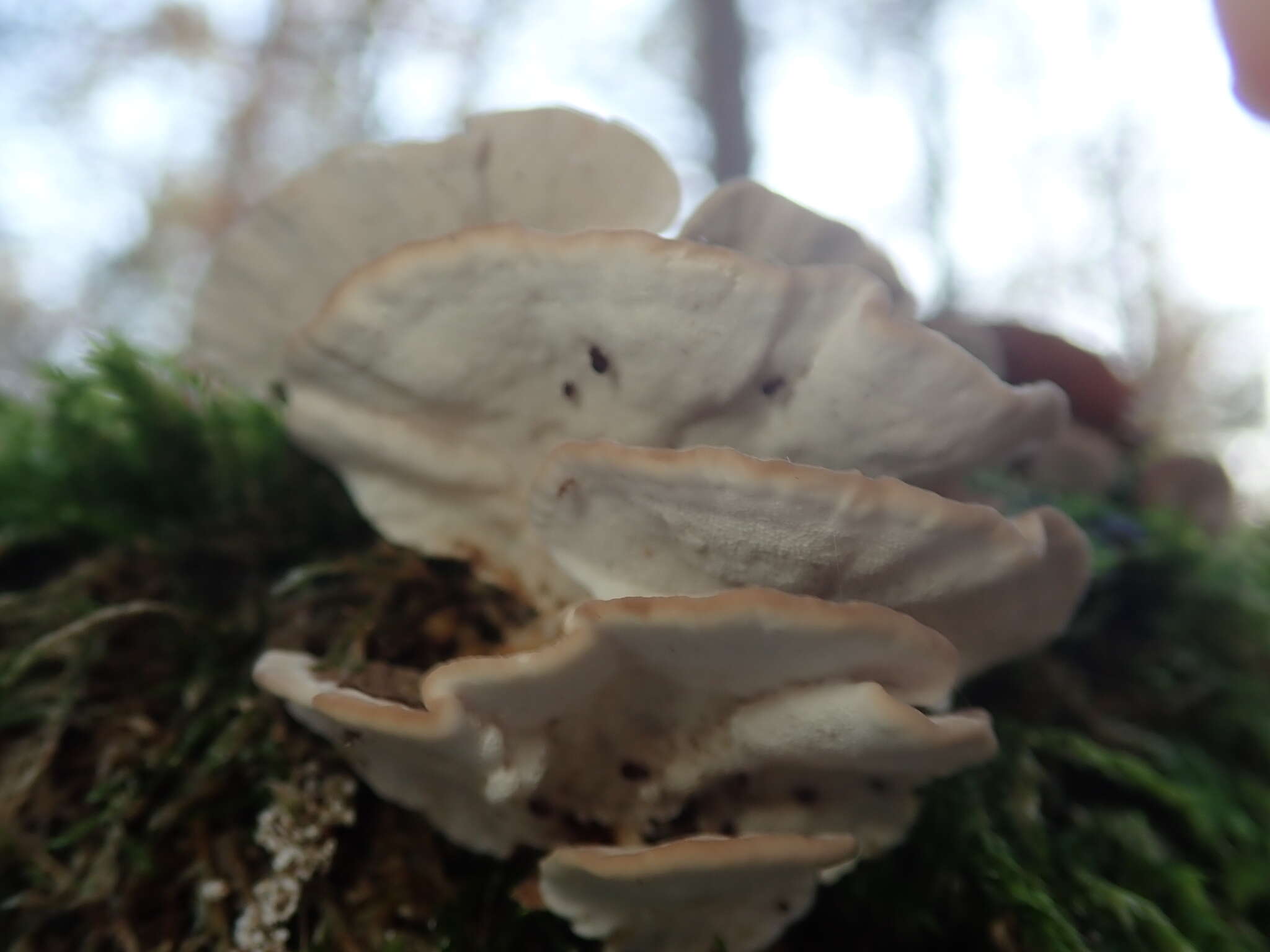 Image of Turkey Tail