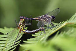 Image of black darter