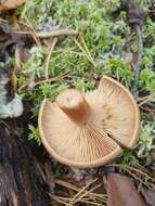 Lactarius helvus (Fr.) Fr. 1838 resmi