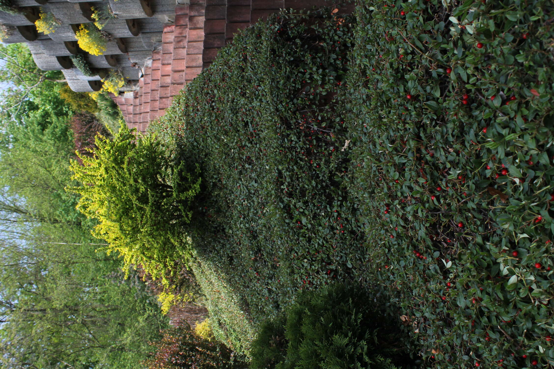 Image of coral beauty cotoneaster