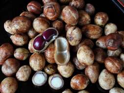 Image of bambarra groundnut