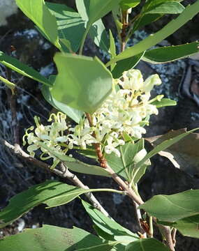 Image of Lomatia arborescens L. Fraser & Vickery