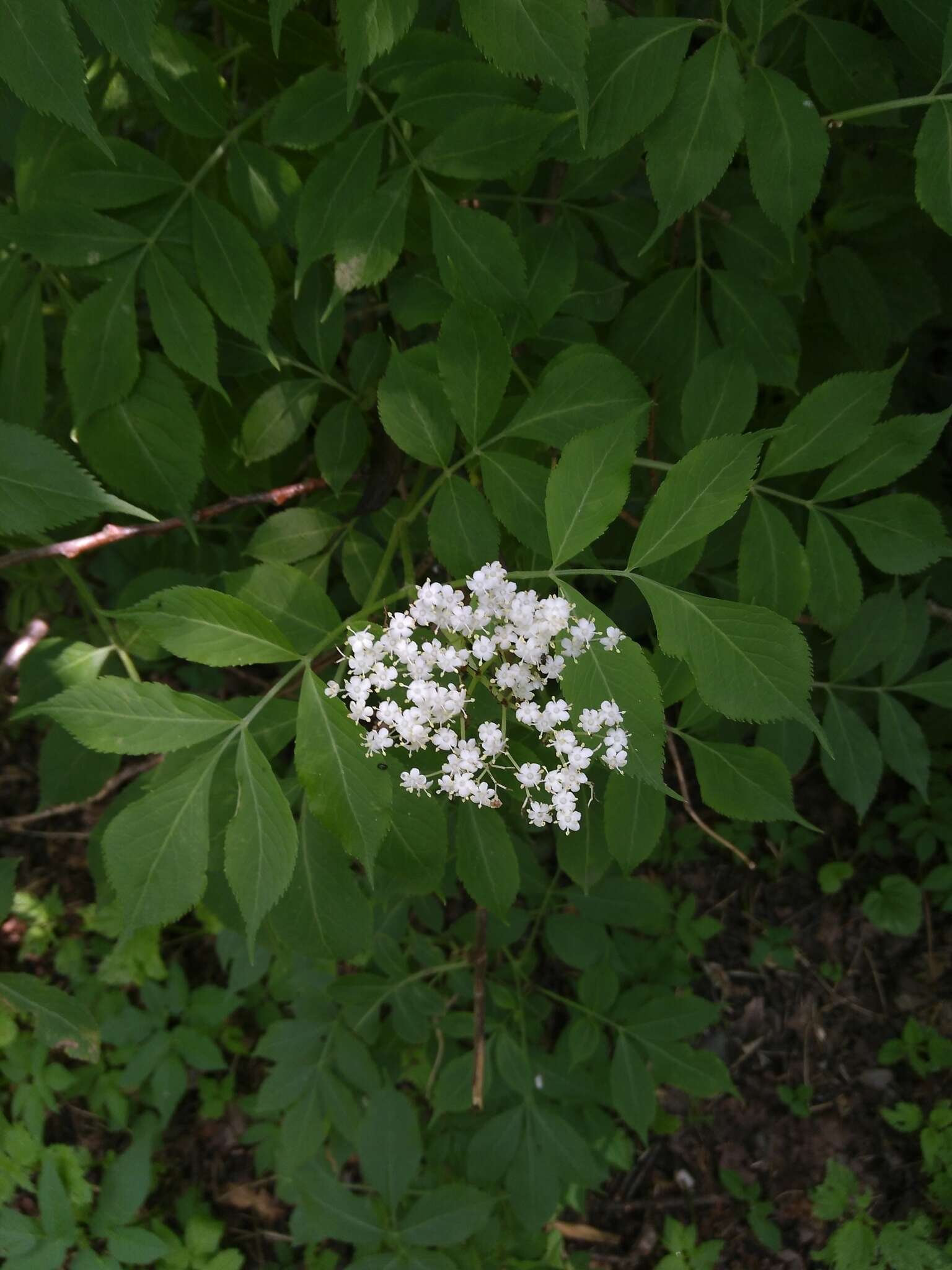 Imagem de Sambucus nigra L.