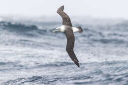 Image of Shy Albatross