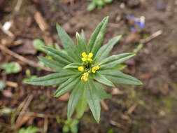 Image of treacle mustard