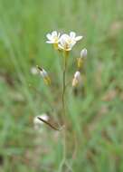 Image of Mouse-ear Cress