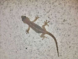 Image of Schlegel's Japanese Gecko