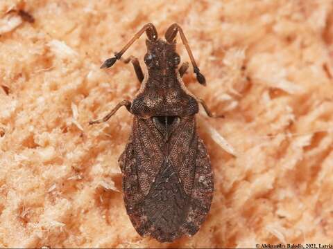 Spathocera dalmanii (Schilling 1829)的圖片