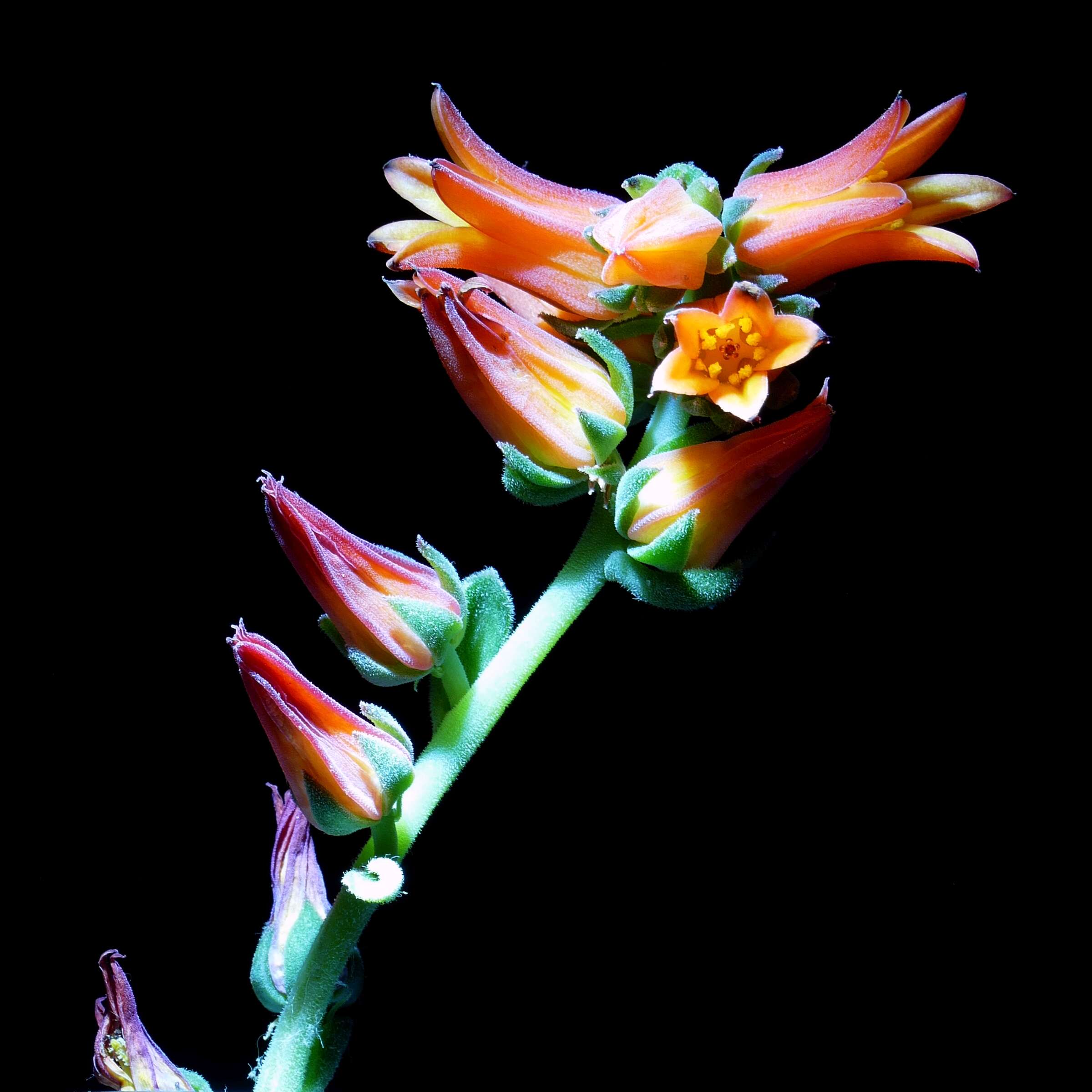 Image of Echeveria elegans Rose