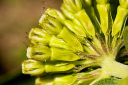 Image of green comet milkweed