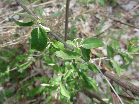 Image of autumn olive