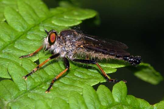 Image of Neoitamus cothurnatus (Meigen 1820)