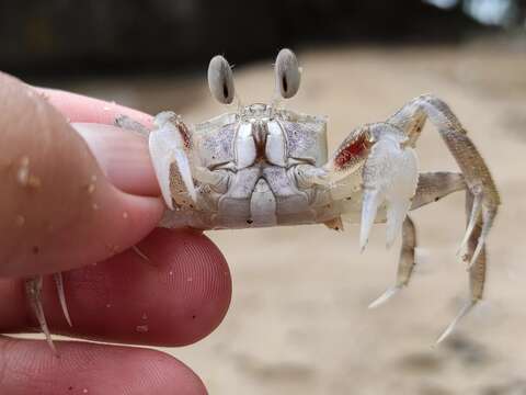 Image of Horned Ghost Crab