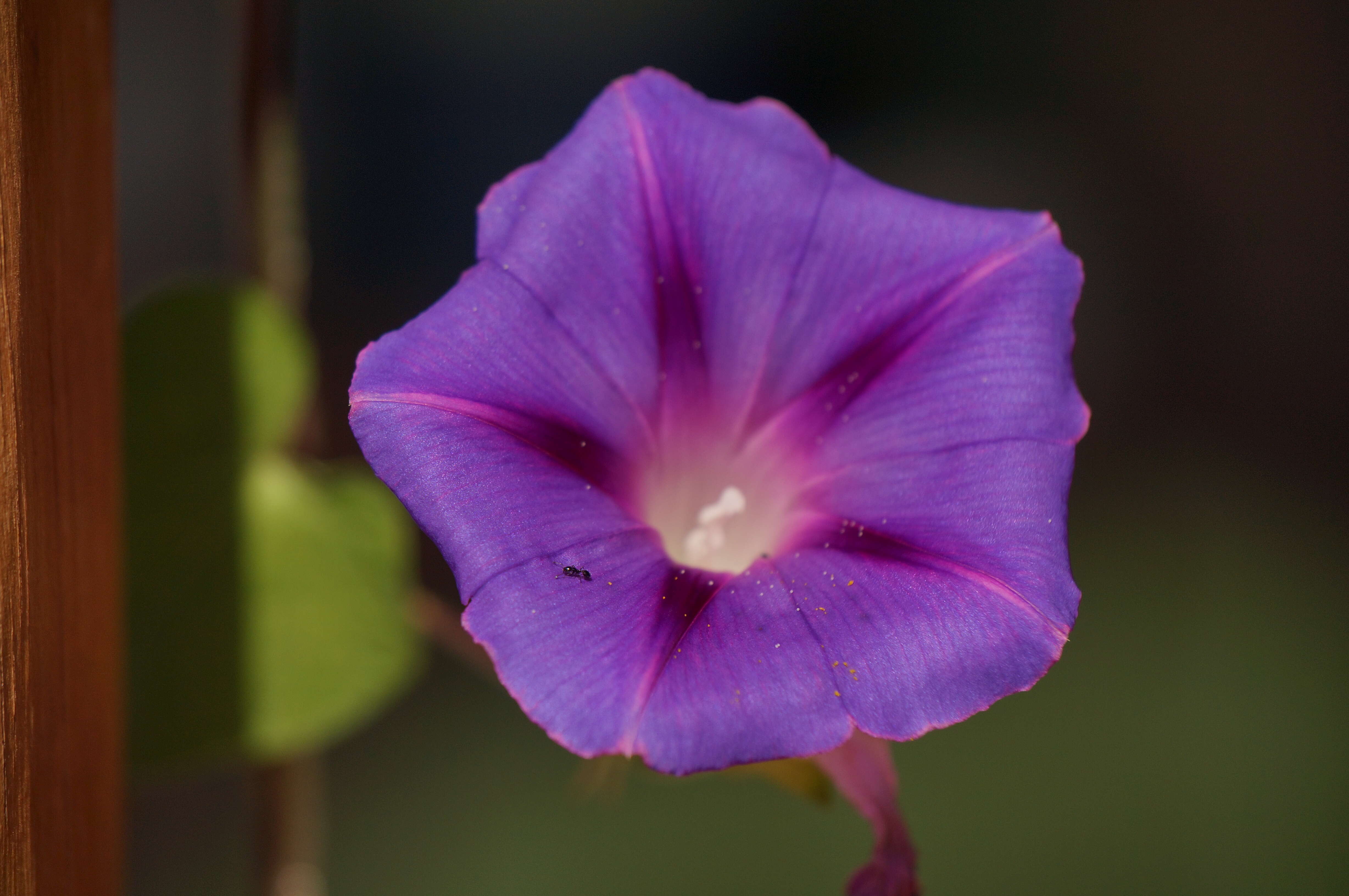 Image of tall morning-glory