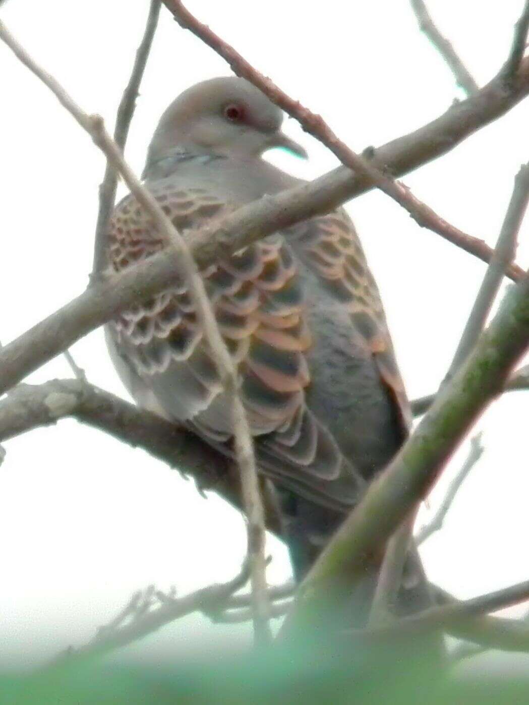 Image of Oriental Turtle Dove