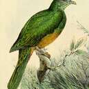 صورة Ptilinopus bernsteinii Schlegel 1863