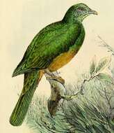 Image of Scarlet-breasted Fruit Dove