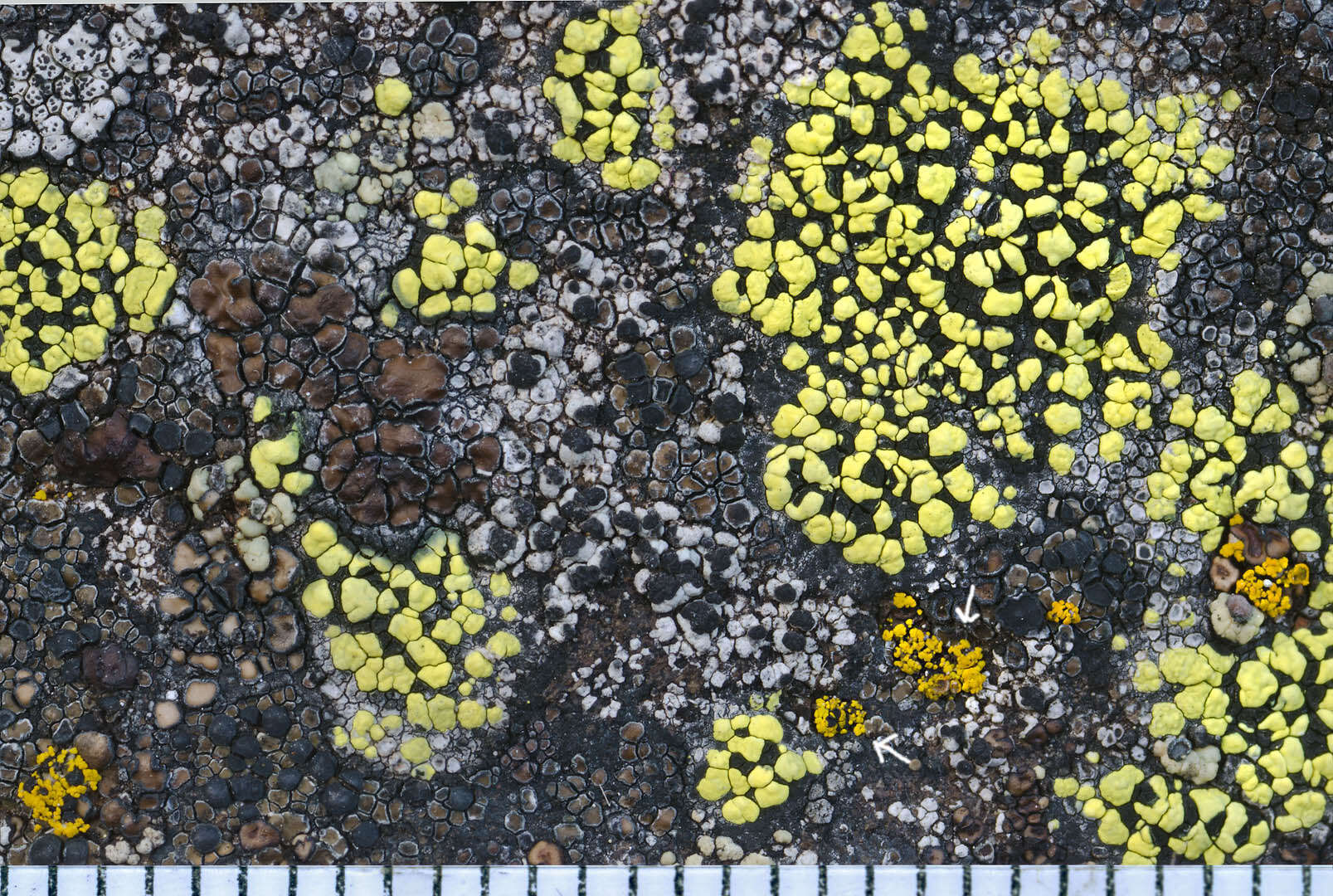 Image of carbonea lichen