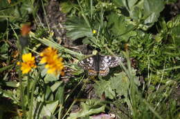 Plancia ëd Euphydryas cynthia