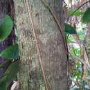 Image of Queensland nutmeg