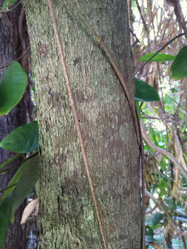 Image of Queensland nutmeg