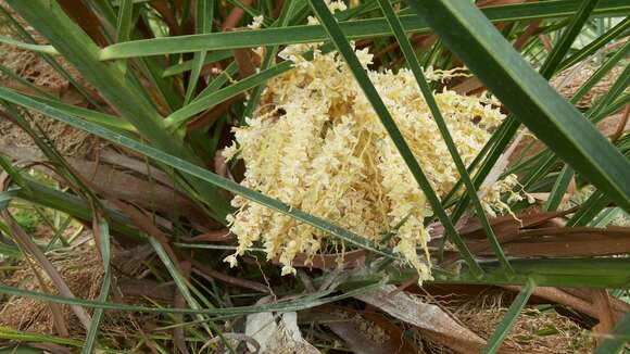 Image of date palm