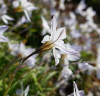 Image of Ipheion