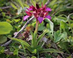 Image of Butterfly orchid